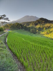 Obraz premium Natural view in the morning