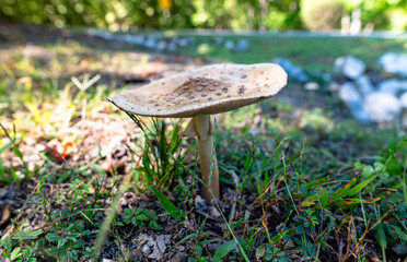 mushrooms in the forest