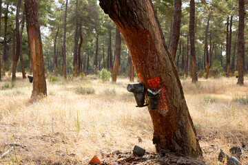 Cuts on pine trunk to collect resin