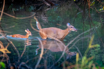 This White Tail Deer  and baby Fawn Wander Carefully through a flood swollen creek in Kansas. Heavy...