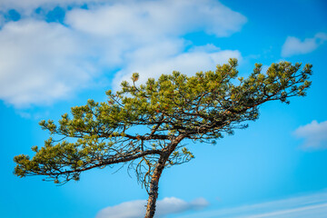 A solitary pine tree with lush green branches stretches across a bright blue sky with soft white clouds. The minimal composition highlights the natural beauty and resilience of the tree.