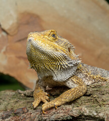 Portrait of a Bearded Dragon Lizard