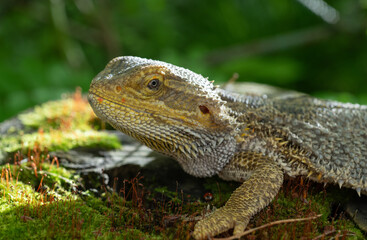 Portrait of a Bearded Dragon Lizard