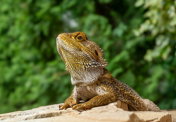 Portrait of a Bearded Dragon Lizard