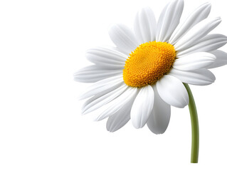 Naklejka premium A beautiful daisy flower with white petals and a vibrant yellow center, isolated on a transparent background.