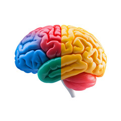Colorful brain model representing different cognitive functions, isolated on a white background.