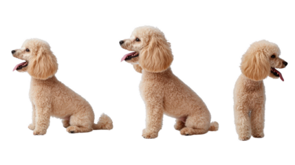 Fluffy poodles in various poses showcasing their playful nature and adorable features. These charming dogs exhibit range of expressions, perfect for pet lovers
