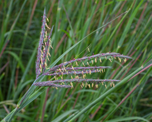 Andropogon gerardii - Big Bluestem Native North American Tallgrass Prairie Grass