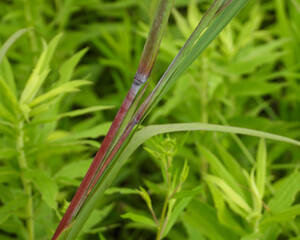 Andropogon gerardii - Big Bluestem Native North American Tallgrass Prairie Grass