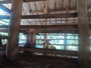 goat in the shelter