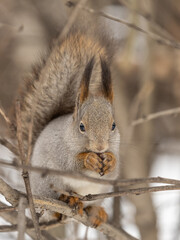 Obraz premium The squirrel with nut sits on tree in the winter or late autumn