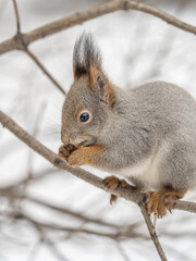 The squirrel with nut sits on tree in the winter or late autumn
