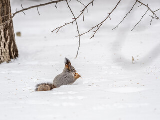 Fototapeta premium The squirrel in winter sits on white snow.