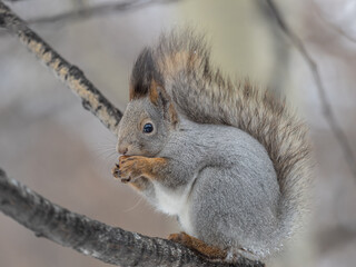 The squirrel with nut sits on tree in the winter or late autumn
