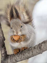 Fototapeta premium The squirrel with nut sits on tree in the winter or late autumn