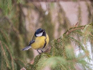 Cute bird Great tit, songbird sitting on the fir branch