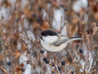 Cute bird the willow tit, song bird sitting on a branch without leaves in the winter.