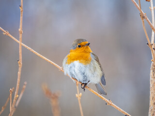 Cute bird the European Robin, Erithacus rubecula. sitting on the tree branch in winter.