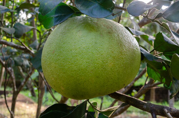 Pomelo fruit on the plant