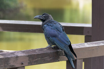小屋の手すりにとまるハシブトガラス