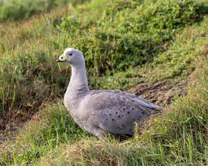cape barren goose on the grass at Phillip island summerlands