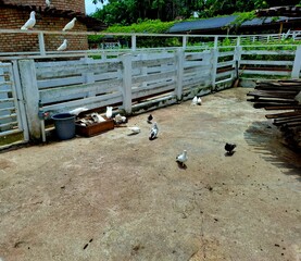 a group of doves are eating