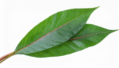 Obraz premium Cassava leaves on white background. Cassava leaves Isolated.