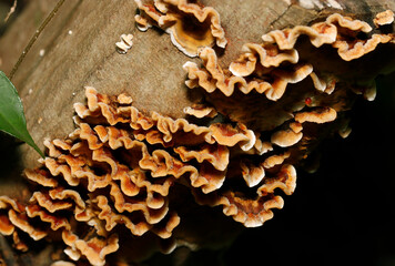 ウニョウニョと笠が折り重なるようにして育つチウロコタケ（自然光＋ストロボ、マクロ接写）