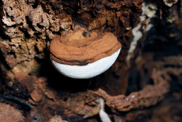 白いホイップクリームニチョコをのせたケーキのようなかわいい丸々コフキサルノコシカケ（ストロボマクロ撮影）