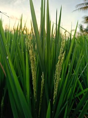 Fertile rice plants in rice fields