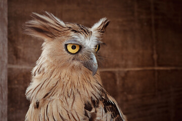 Buffy Fish Owl perched on its nest