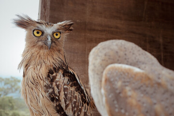 Buffy Fish Owl perched on its nest