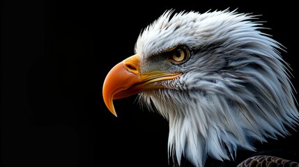 Obraz premium Close-up Profile of a Majestic Bald Eagle with a Sharp Gaze
