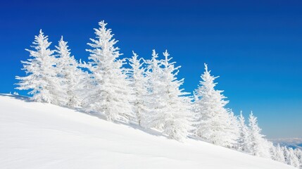 Snow-dusted pine trees create a stunning winter landscape, their branches adorned with white snow against a bright blue sky