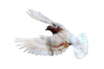 Beautiful flying pigeon isolated on transparent background png file