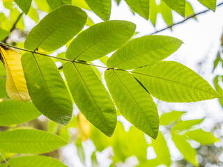 Yellow autumn leaves of Juglans mandshurica, Manchurian walnut. Autumn leaf color