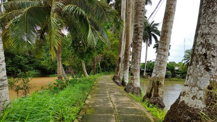 Fototapeta premium Narrow street in the countryside at Con Son island, Can Tho, Mekong Delta Vietnam in the morning.