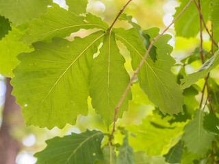 Oak branches with green and yellow leaves in autumn park.