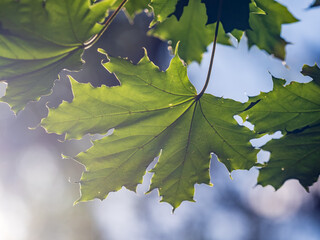 Maple branches with green and yellow leaves in autumn, in the light of sunset.