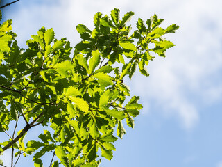 Oak branches with green and yellow leaves in autumn park.