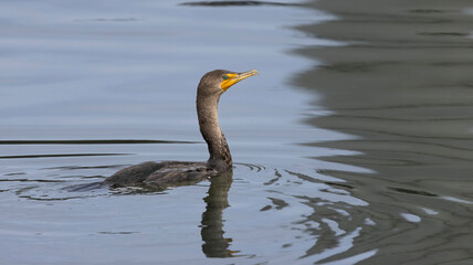 A cormorant swimming on the surface of the water