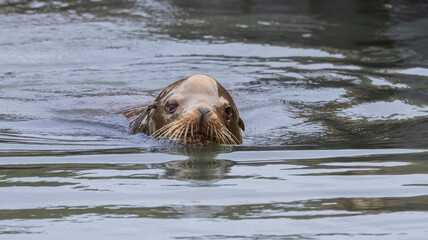 Fototapeta premium A sea lion by a local dock in California
