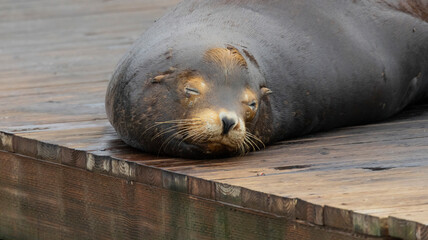 A sea lion by a local dock in California