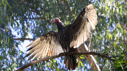 A Turkey Vulture spreads its wings to warm up in the early morning sun