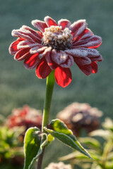 Red Zinnia flowers covered with hoarfrost. Frost in Autumn season.
