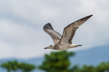 Pallas's Gull (Ichthyaetus ichthyaetus) in flight. It is a large gull with a black head in the breeding season, white underparts, grey wings, yellow legs, and a distinctive hooked bill.