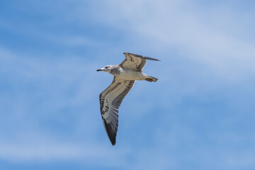 Pallas's Gull (Ichthyaetus ichthyaetus) in flight. It is a large gull with a black head in the breeding season, white underparts, grey wings, yellow legs, and a distinctive hooked bill.