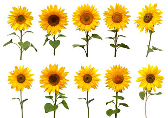 Sunflowers collection isolated on white background. Sun symbol. Flowers yellow, agriculture. Seeds and oil. Flat lay, top view