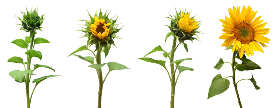 Collection sunflower flower evolution stages isolated on white background. Seeds and oil. Flat lay, top view