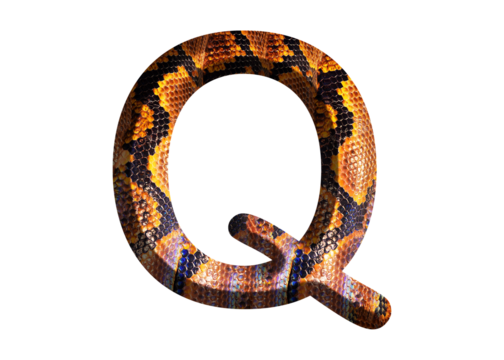 Q, letter shape with snake skin motif design, python skin.
